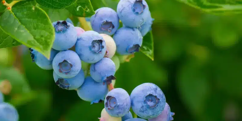 C-citamiini allikas-mustikad